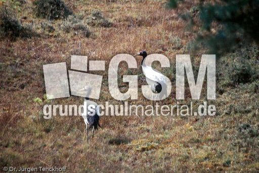 Schwarzhalzkranich (1 von 3).jpg